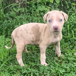 Pink collar female - Red merle female Catahoula Leopard Dog puppy in Gadsden, Alabama from Rich Cat’s