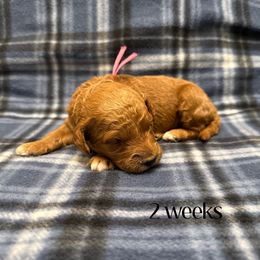 Magenta - Red  female Goldendoodle puppy in Fayetteville, Arkansas from Mountain Grove Doodles