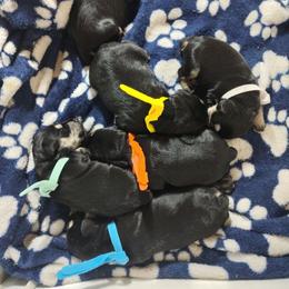 Boy 2- Jupiter - Salt and pepper male Miniature Schnauzer puppy in Atascadero, California from Zion Miniature Schnauzers