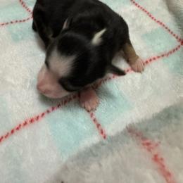 Minnie - Black tri female Toy Australian Shepherd puppy in Menan, Idaho from Teton Toy Aussies