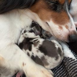 Beth Dutton - Dapple female Dachshund puppy in Lumberton, Mississippi from Doris’ Darlin Doxies & Doodles