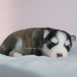 Fable - Black and white female Pomsky puppy in Loxahatchee, Florida from Cardinal Point Pomskies