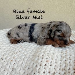 Silver mist - Blue merle female Assorted Doodle Crosses puppy in Springville, Utah from JW Doodles