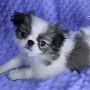 Lucky - Sable and white Japanese Chin puppy in Johnson City, Tennessee from Erin & Friends Japanese Chin