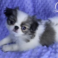Lucky - Sable and white Japanese Chin puppy in Johnson City, Tennessee from Erin & Friends Japanese Chin