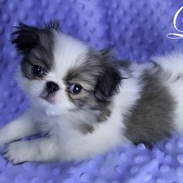Lucky - Sable and white Japanese Chin puppy in Johnson City, Tennessee from Erin & Friends Japanese Chin