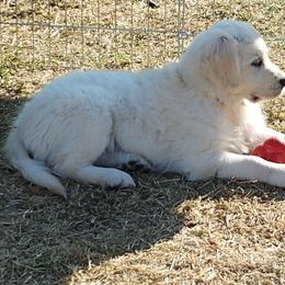 Golden Retriever Puppies from White Valley Goldens