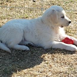 Golden Retriever Puppies from White Valley Goldens