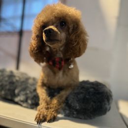 Juggy - Poodle