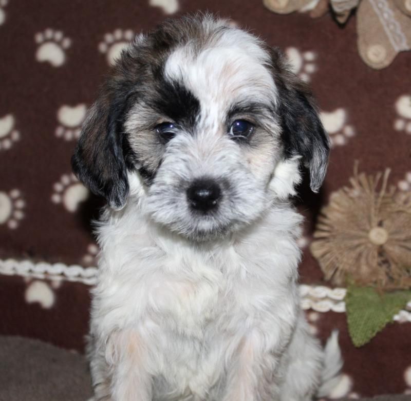 Mustard store seed goldendoodles