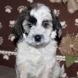 Goldendoodle Puppies from Mustard Seed Ranch Goldendoodles