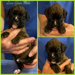 Lime Green - Brindle male Boxer puppy in Butler, Pennsylvania from Schaible's Boxer Huddle
