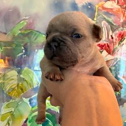 Sunspot - Blue fawn male French Bulldog puppy in Almo, Kentucky from Busy Bee French Bulldogs