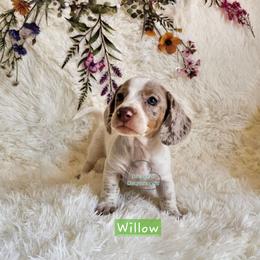 Now Willow formerly Allie - Dapple female Dachshund puppy in Herald, California from Bluegum Dachshunds
