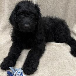 Boy 5 - male Labradoodle puppy in Ukiah, California from LG Labradoodles