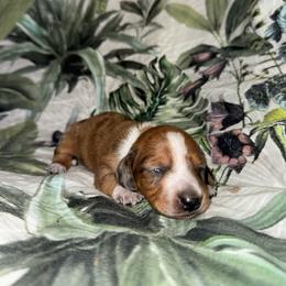 AKC Fabio - Dapple male Dachshund puppy in Knoxville, Tennessee from Thea's Puppies