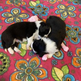 Border Collie Puppies from Classic kennel