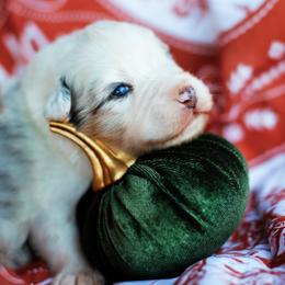 Rex - Blue merle male Australian Shepherd puppy in Harrison, Arkansas from Von Struve Australian Shepherds