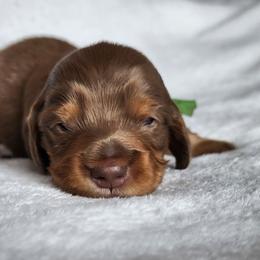 Thumper (green collar) - Dapple male Dachshund puppy in Anaconda, Montana from Williams Family Dachshunds