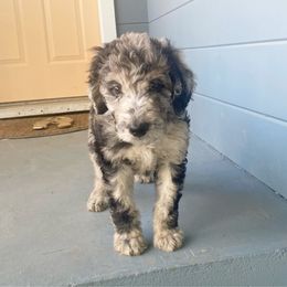 Goldendoodle Puppies from David's Doodles