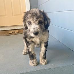 Goldendoodle Puppies from David's Doodles