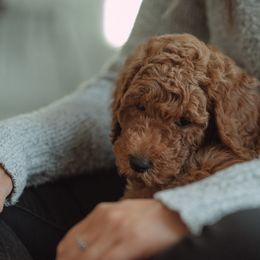 Goldendoodle and Poodle Puppies from Abner Creek Doodles