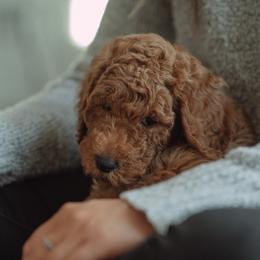 Goldendoodle and Poodle Puppies from Abner Creek Doodles