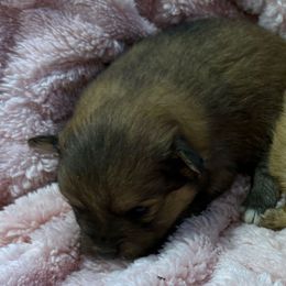 Wolf sable female - Wolf sable female Pomeranian puppy in Effort, Pennsylvania from Pomeranian Puppies