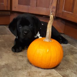 Labrador Retriever Puppies from Lorlyn Labradors