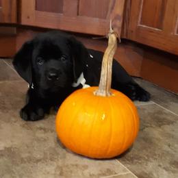 Labrador Retriever Puppies from Lorlyn Labradors