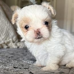 Girl 1 - Liver and white female Shih Tzu puppy in Calimesa, California from Little Mountain’s Shih Tzus