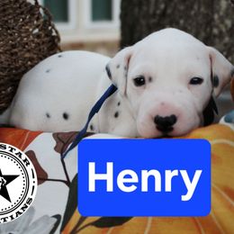 Henry - White and black male Dalmatian puppy in Katy, Texas from Lone Star Dalmatians