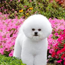 Bichon Frises from Phantom Bichons
