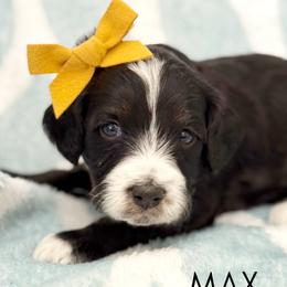 Max - Black female Goldendoodle puppy in Aztec, New Mexico from HappyHazelDoodles