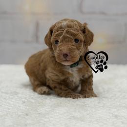 Jake - Apricot male Poodle puppy in Nashville, Arkansas from Cuddles n Curls