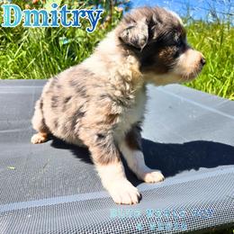 Dmitry - Blue merle male Australian Shepherd puppy in Abilene, Texas from S&K Aussies N' Rotties