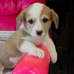 Thomas - Sable male Pembroke Welsh Corgi puppy in New Hampshire from Muddy Paws Corgis