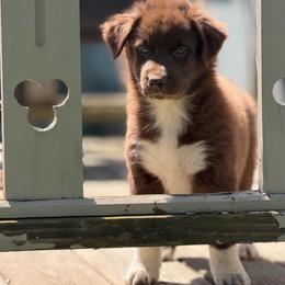 Hopper - Red & white male Australian Shepherd puppy in Windsor, New York from Double B Aussies