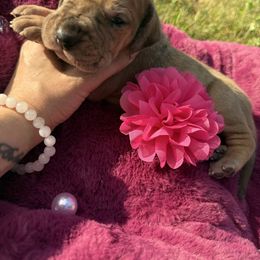 Leighton (Jolene) - Fawn female Great Dane puppy in Michigan from Garrow Danes House of Blues
