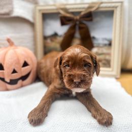 Pluto - Caramel red male Australian Labradoodle puppy in Palmdale, California from Pixie Doodle Paws