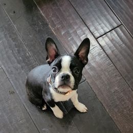Boston Terrier Puppies from Howell Terriers