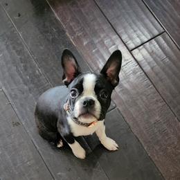Boston Terrier Puppies from Howell Terriers