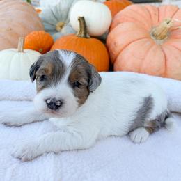 Fergus - Blue merle male Bernedoodle puppy in Austin, Texas from Boutique Bernedoodles & Co.