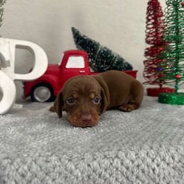 Boy 4 - Chocolate and tan male Dachshund puppy in Waycross, Georgia from Southern Paws