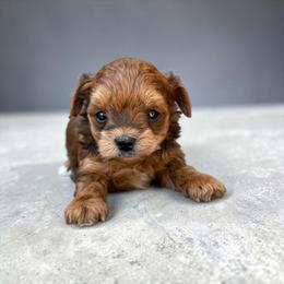 Razor - Sable male Yorkipoo puppy in Oakland, Kentucky from Imperial Dogs