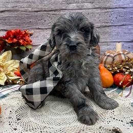 Maline - Merle male Goldendoodle puppy in Lisbon, Ohio from Willow Lane Doodles