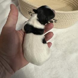 Girl 6 - Black brown and white female Papillon puppy in Middleville, Michigan from Cheryl's Papillons