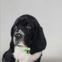 Jamie - Black and white male Basset Hound puppy in Surprise, Arizona from Howlin Hounds