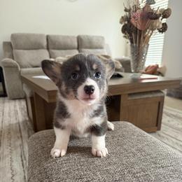 Vince - Blue male Pembroke Welsh Corgi puppy in Decatur, Texas from Bar S Corgis