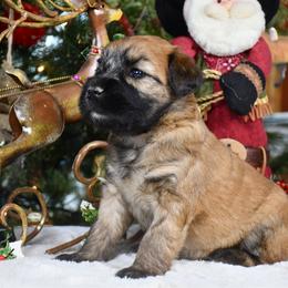 Lilly - Wheaten female Soft Coated Wheaten Terrier puppy in Kirksville, Missouri from BellSharps Australian Shepherds